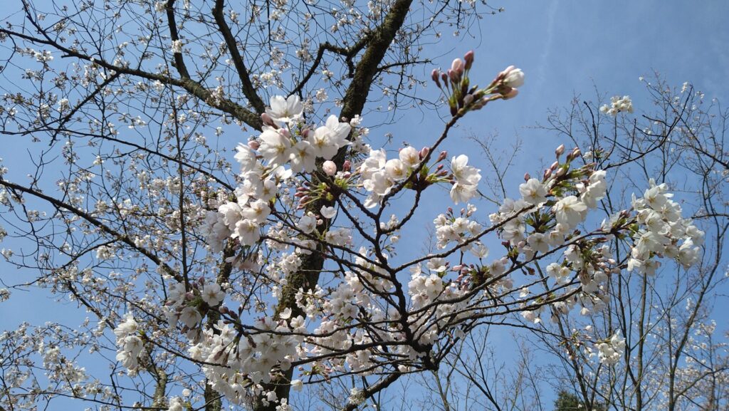 兼六園桂坂口入ってすぐの桜