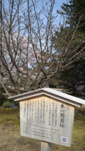 兼六園菊桜