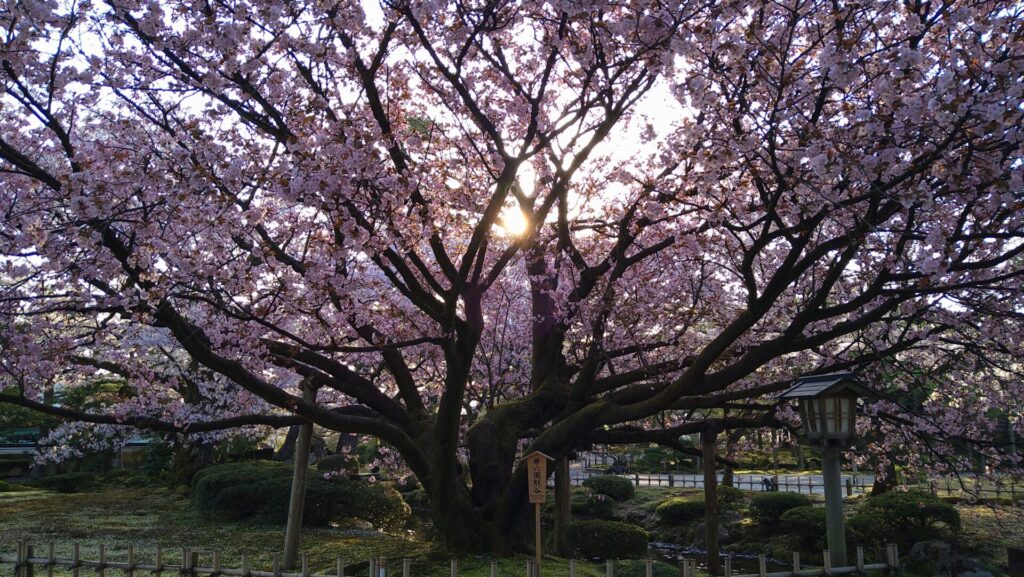 兼六園の満開の桜