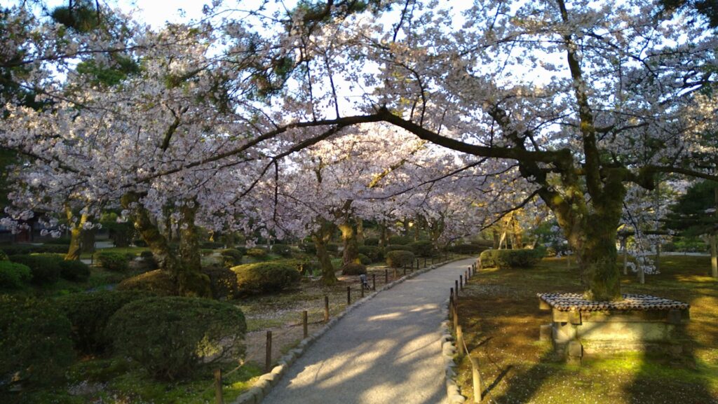 兼六園の満開の桜２