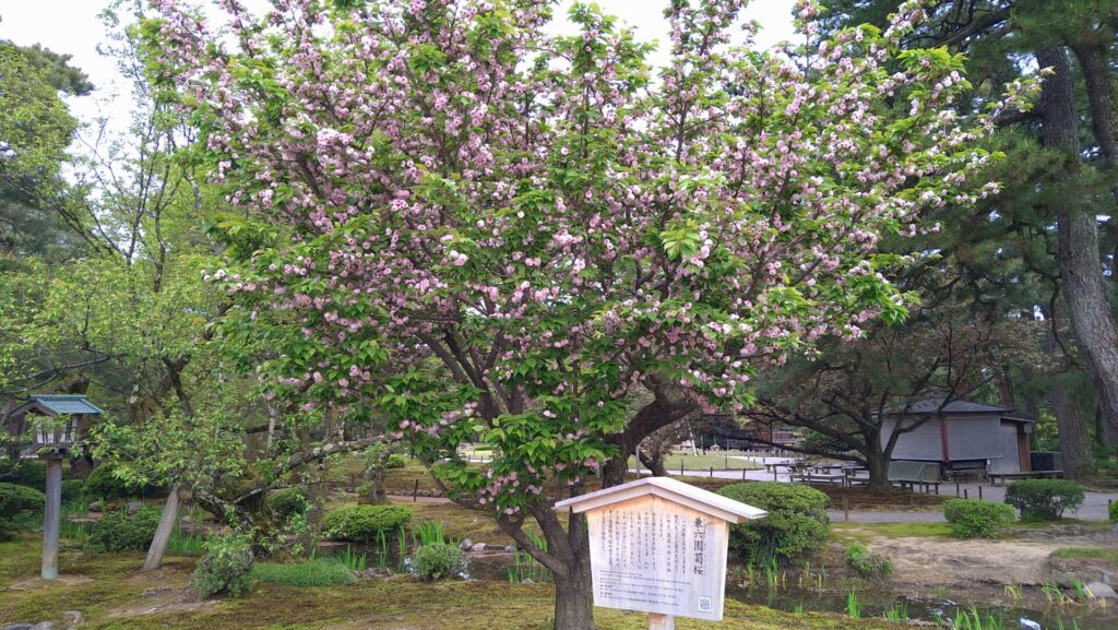 兼六園の菊桜