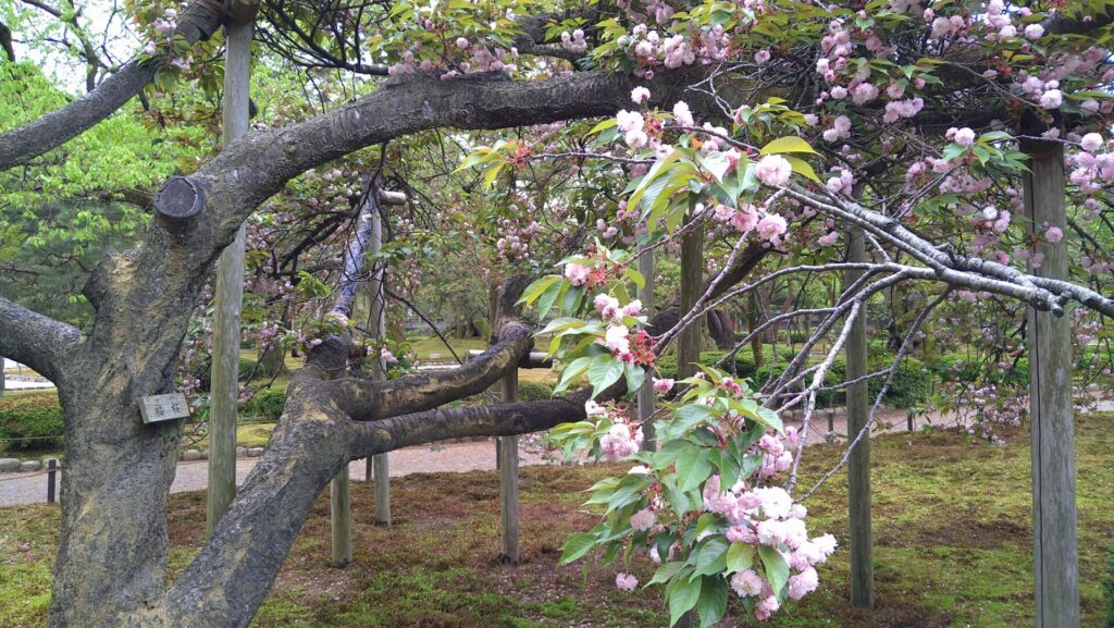 兼六園の福桜