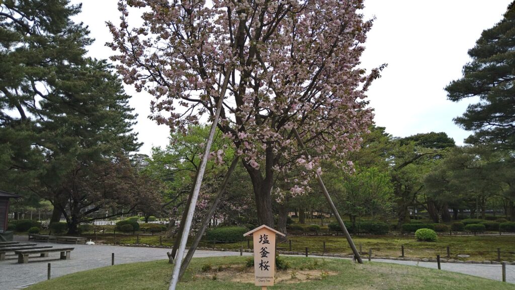 兼六園の塩釜桜