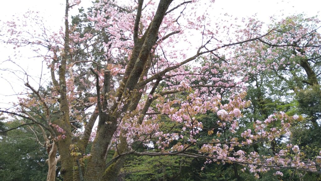 兼六園の噴水近くの桜